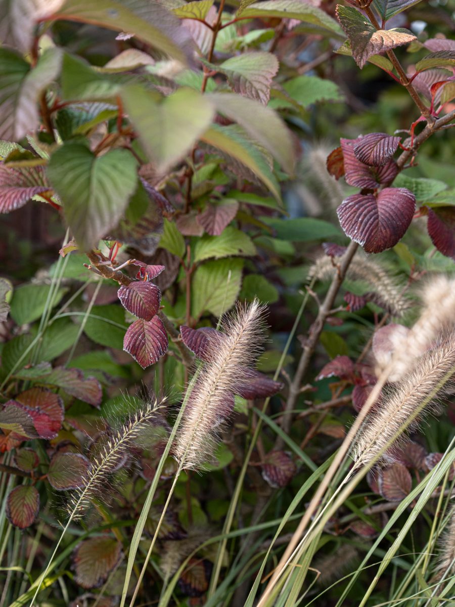 Foglie autunnali di Viburnum plicatum e spighe di Pennisetum in una bordura dry garden di una tenuta equestre in Piemonte.