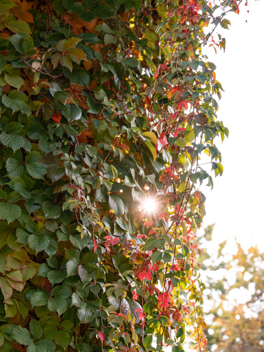 Sole autunnale filtrato tra le foglie rosse e verdi della vite americana, Parthenocissus quinquefolia, nel giardino di uno château relais.